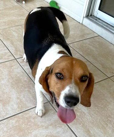 Dixie Lee, a Adoptable Beagle in Dunnellon, FL image 2/3