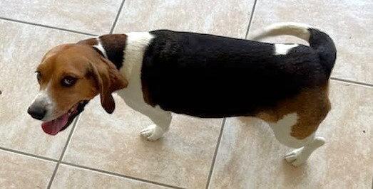 Dixie Lee, a Adoptable Beagle in Dunnellon, FL image 3/3