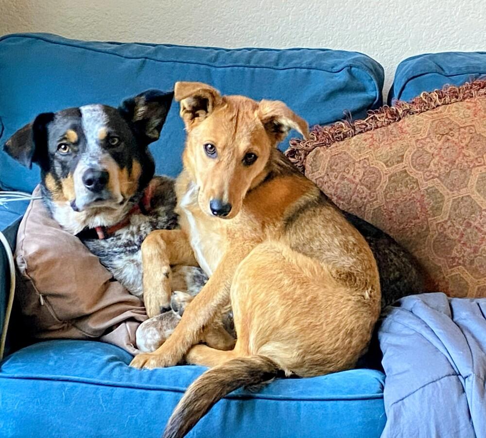 Enlarge Nita, a Adoptable mixed breed image 1/6