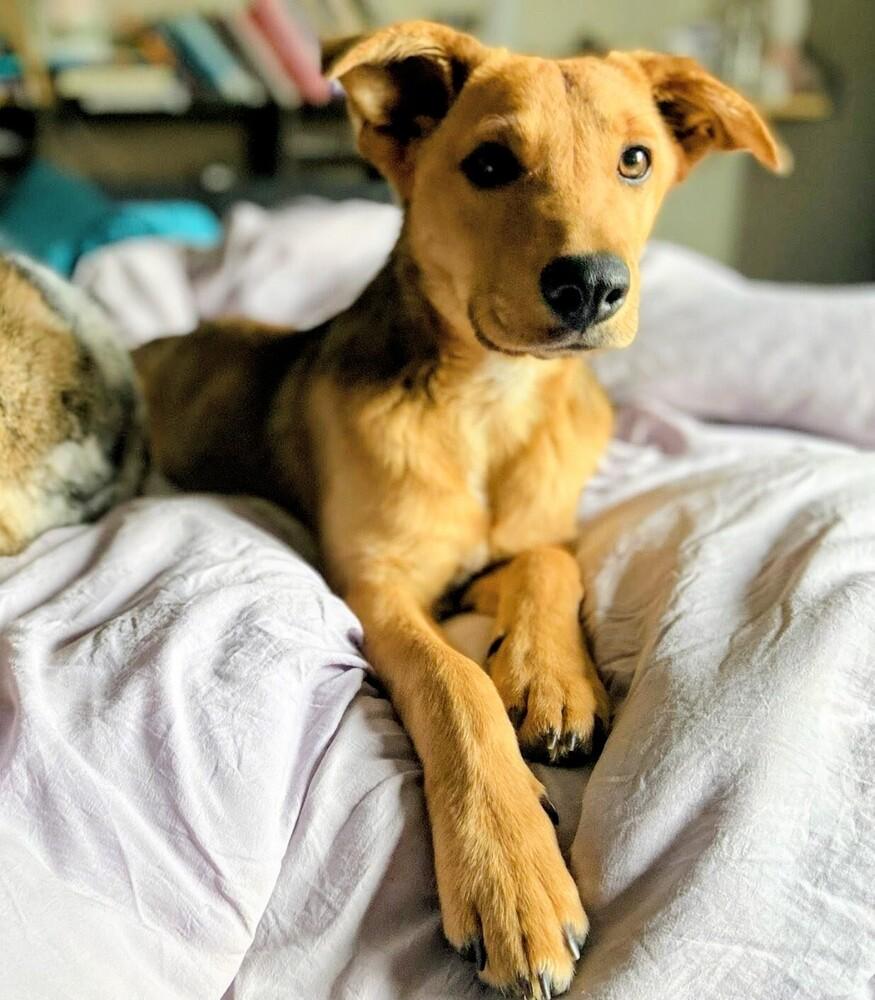 Enlarge Nita, a Adoptable mixed breed image 2/6