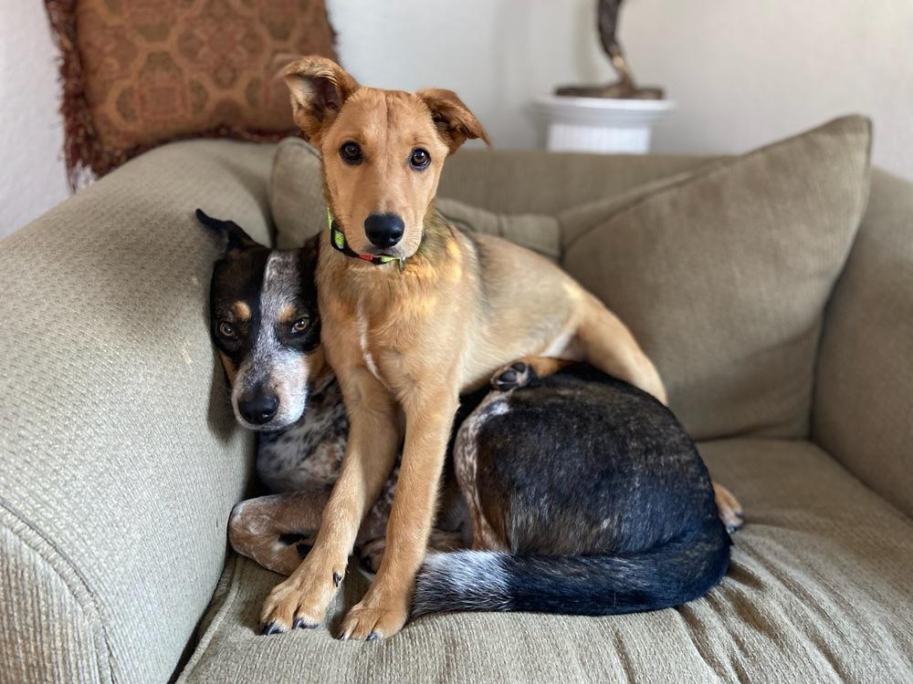 Enlarge Nita, a Adoptable mixed breed image 3/6