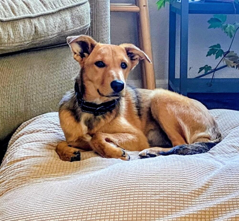 Enlarge Nita, a Adoptable mixed breed image 4/6