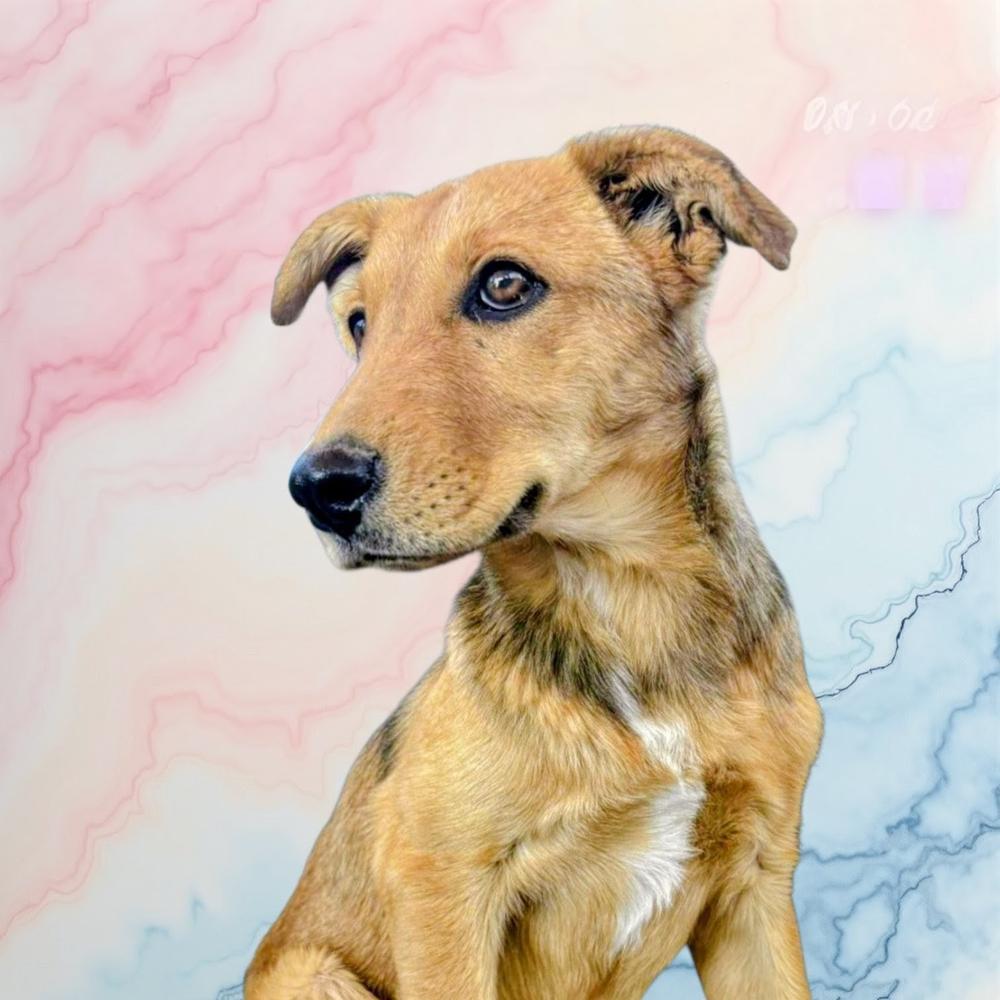 Enlarge Nita, a Adoptable mixed breed image 5/6