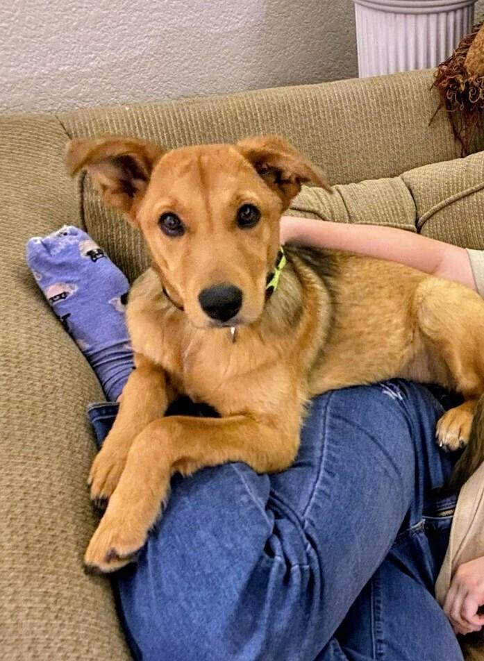 Enlarge Nita, a Adoptable mixed breed image 6/6