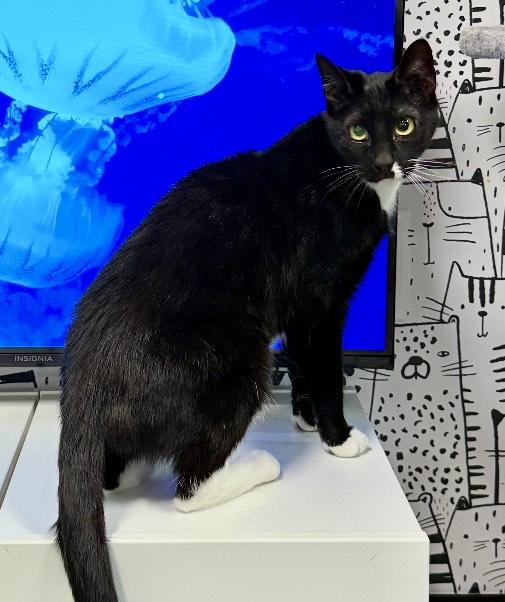 Enlarge Jasmine, a ADOPTABLE Domestic Short Hair in Cortland, OH image 1/1