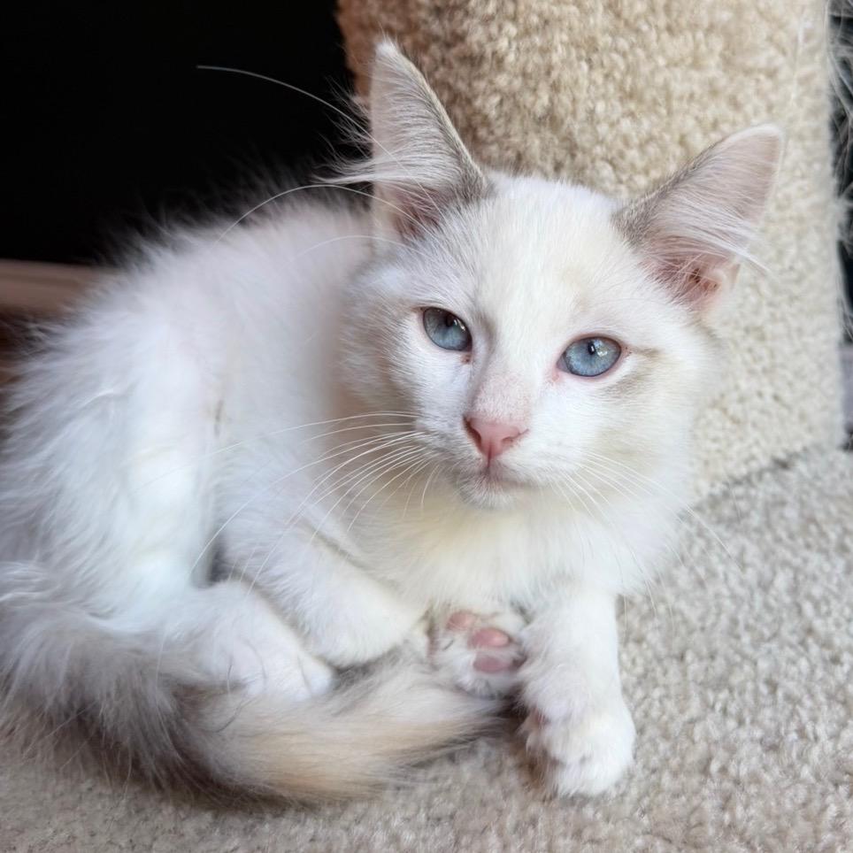 Enlarge Megan, a Adoptable Domestic Short Hair in Laredo, TX image 1/2