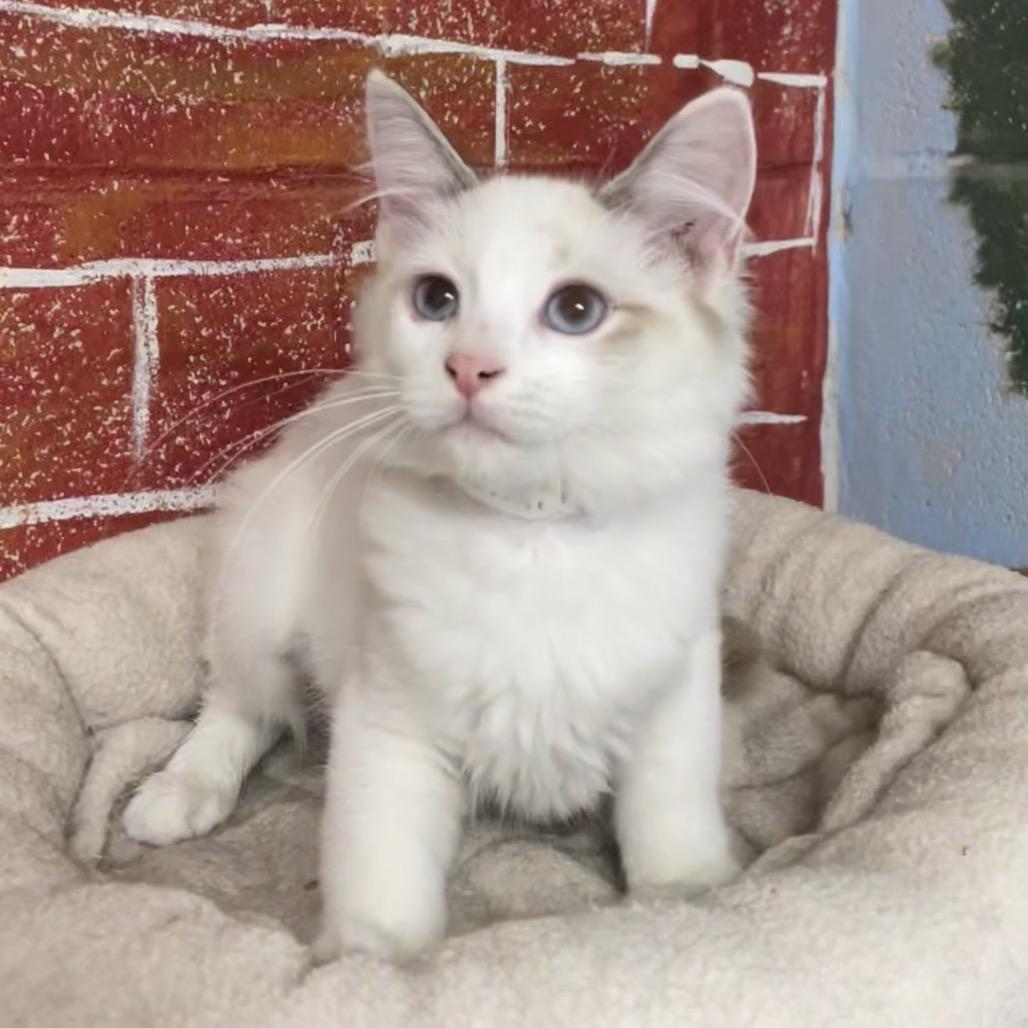 Enlarge Megan, a Adoptable Domestic Short Hair in Laredo, TX image 2/2