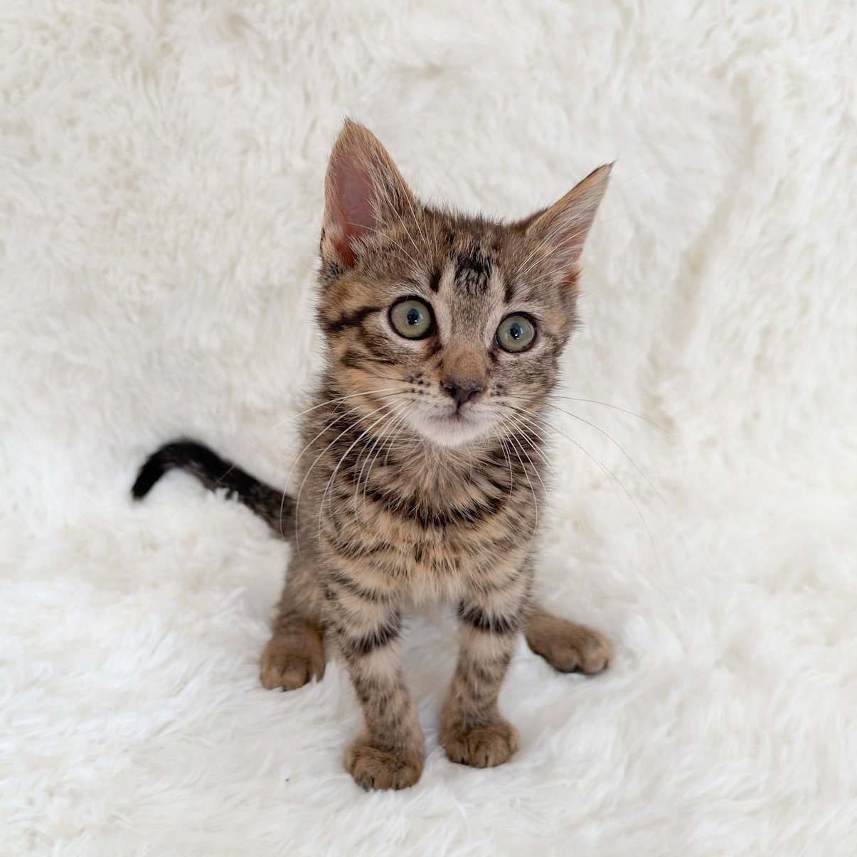 Enlarge Liam, a Adoptable Tabby in New Orleans, LA image 1/2