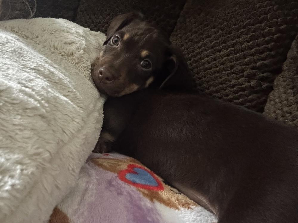 Rumi, Adoptable, Puppy Female Rottweiler & Mixed Breed.