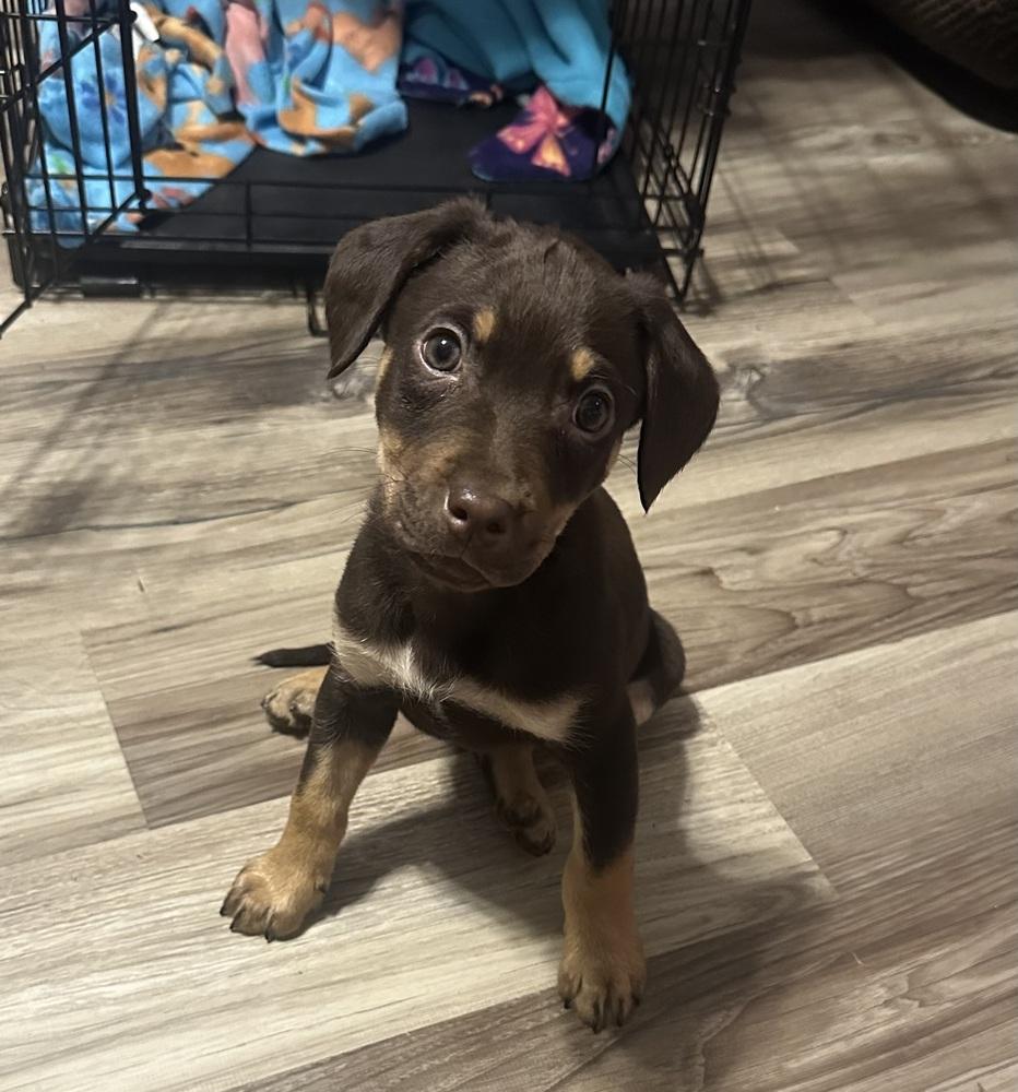 Rumi, Adoptable, Puppy Female Rottweiler & Mixed Breed.