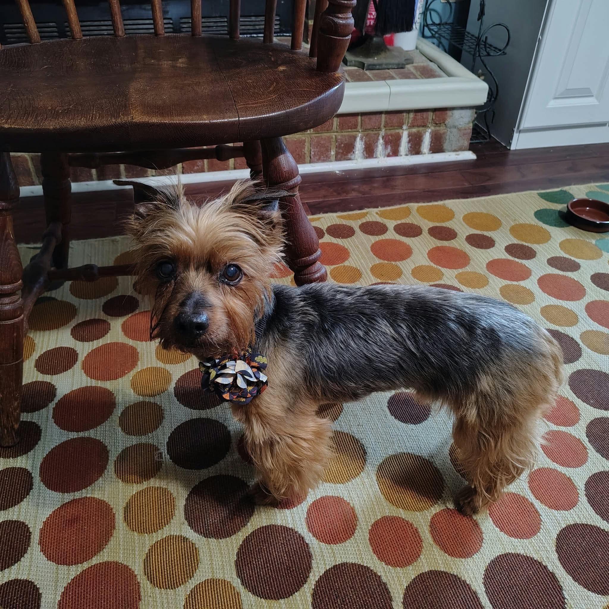 Enlarge Wallace, a Adoptable Yorkshire Terrier in Virginia Beach, VA image 1/3