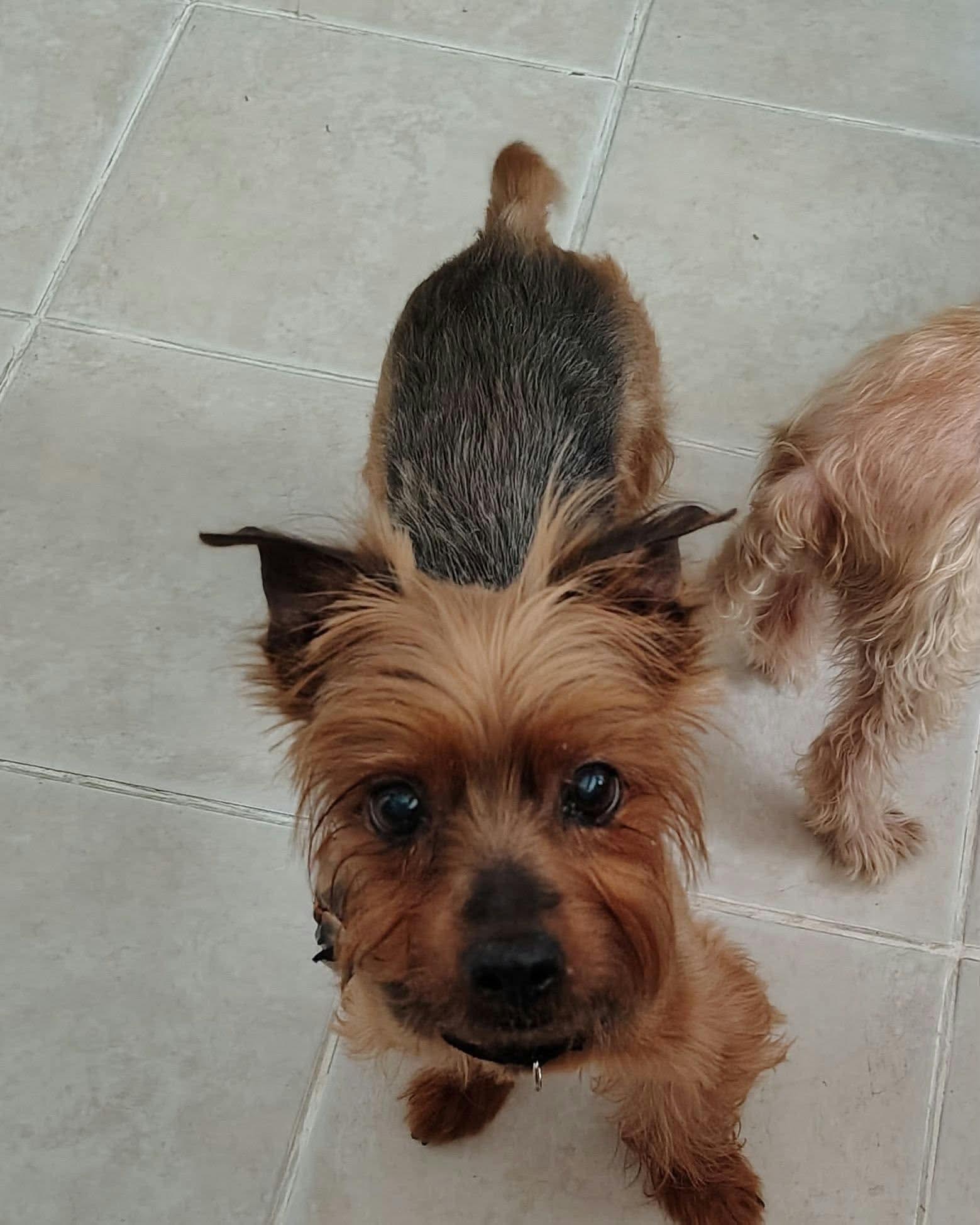Enlarge Wallace, a Adoptable Yorkshire Terrier in Virginia Beach, VA image 2/3
