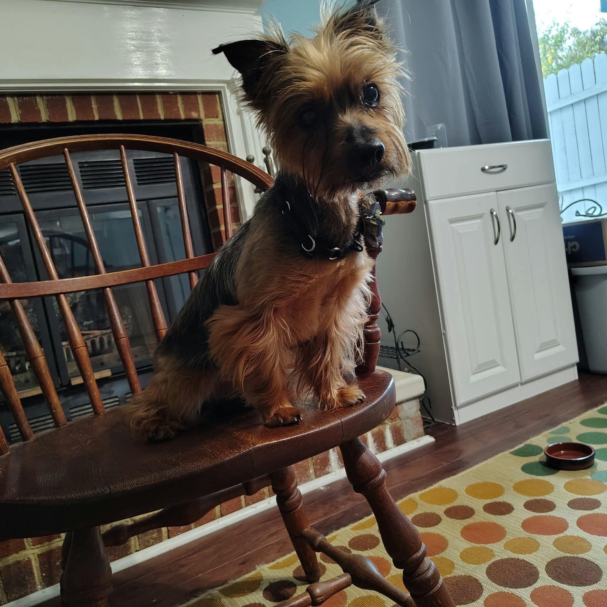 Enlarge Wallace, a Adoptable Yorkshire Terrier in Virginia Beach, VA image 3/3