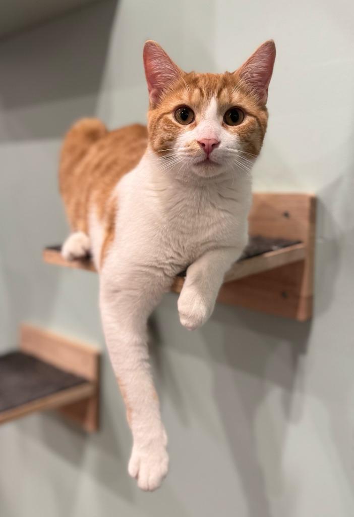 Remi (meet me in the Cat Lounge), Adoptable, Young Male Domestic Long Hair.