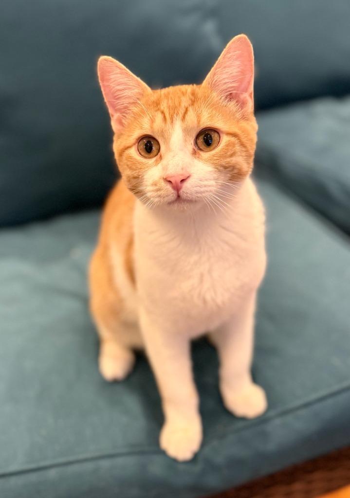 Enlarge Remi (meet me in the Cat Lounge), a Adoptable mixed breed in Brooklyn, NY image 2/3