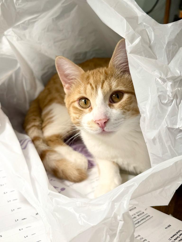 Enlarge Remi (meet me in the Cat Lounge), a Adoptable mixed breed in Brooklyn, NY image 3/3