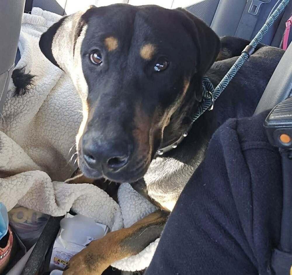 Enlarge ATLAS, a Adoptable mixed breed in Dutton, VA image 1/2