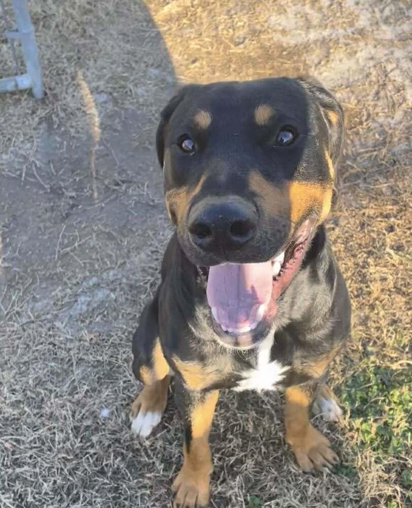 Enlarge ATLAS, a Adoptable mixed breed in Dutton, VA image 2/2