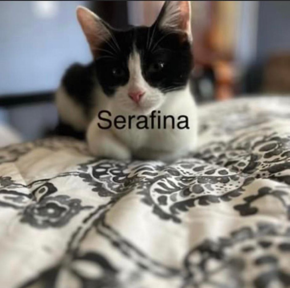 Serafina, Baby Female unknown