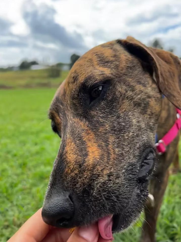 Enlarge Kailani, a Adoptable mixed breed in Kapaa, HI image 1/1