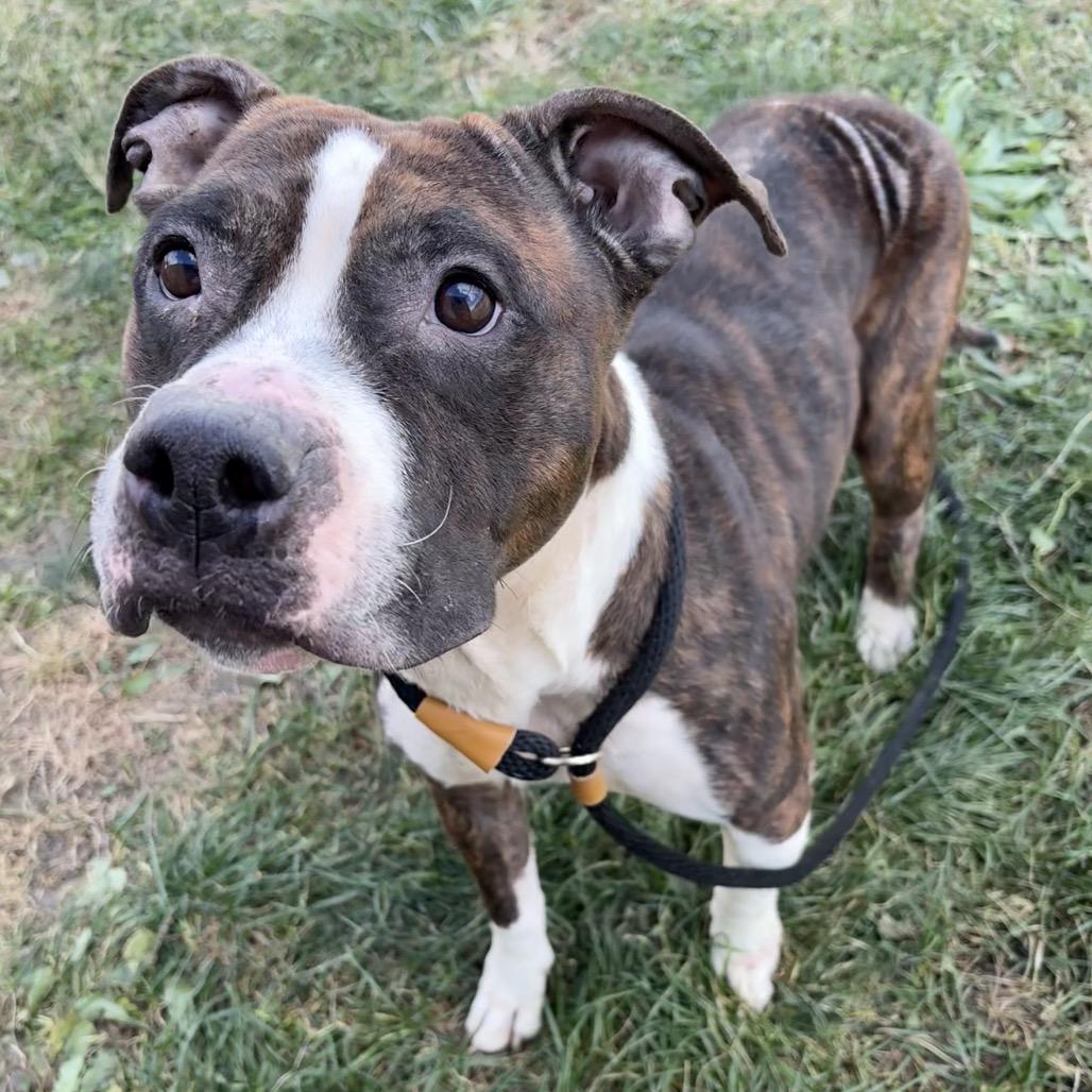 Enlarge Amira, a Adoptable mixed breed in St Joseph, MO image 1/3