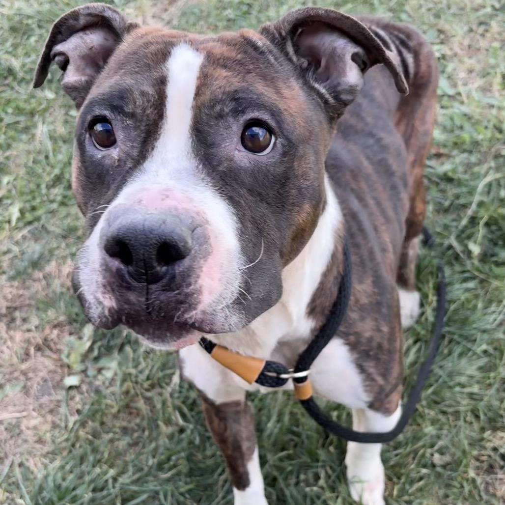 Enlarge Amira, a Adoptable mixed breed in St Joseph, MO image 2/3