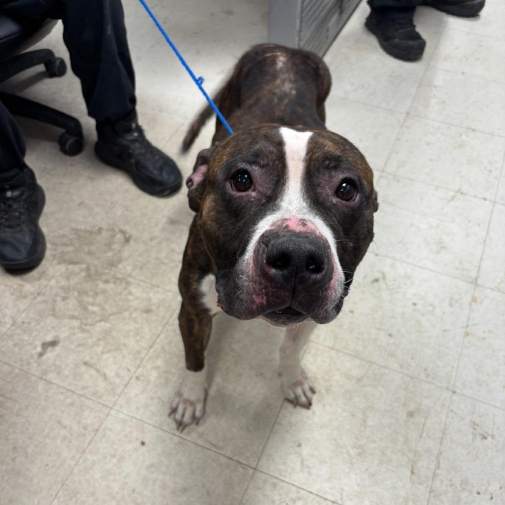 Enlarge Amira, a Adoptable mixed breed in St Joseph, MO image 3/3