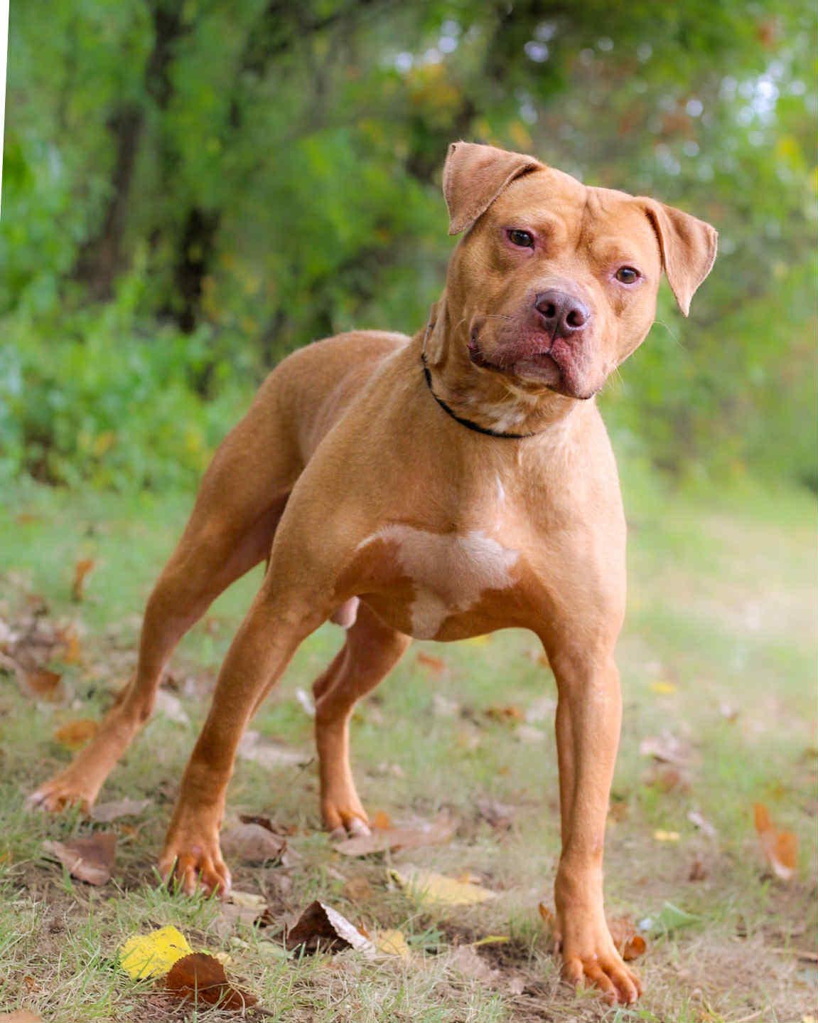 Enlarge Coolio, a Adoptable mixed breed in Bridgeport, CT image 1/1