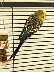 Sweatpants, Adoptable, Young Male Parakeet (Other).