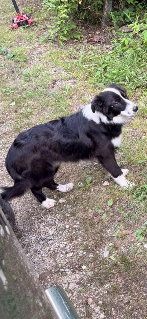 Enlarge Madeline, a Adoptable Border Collie in Camden, TN image 1/1