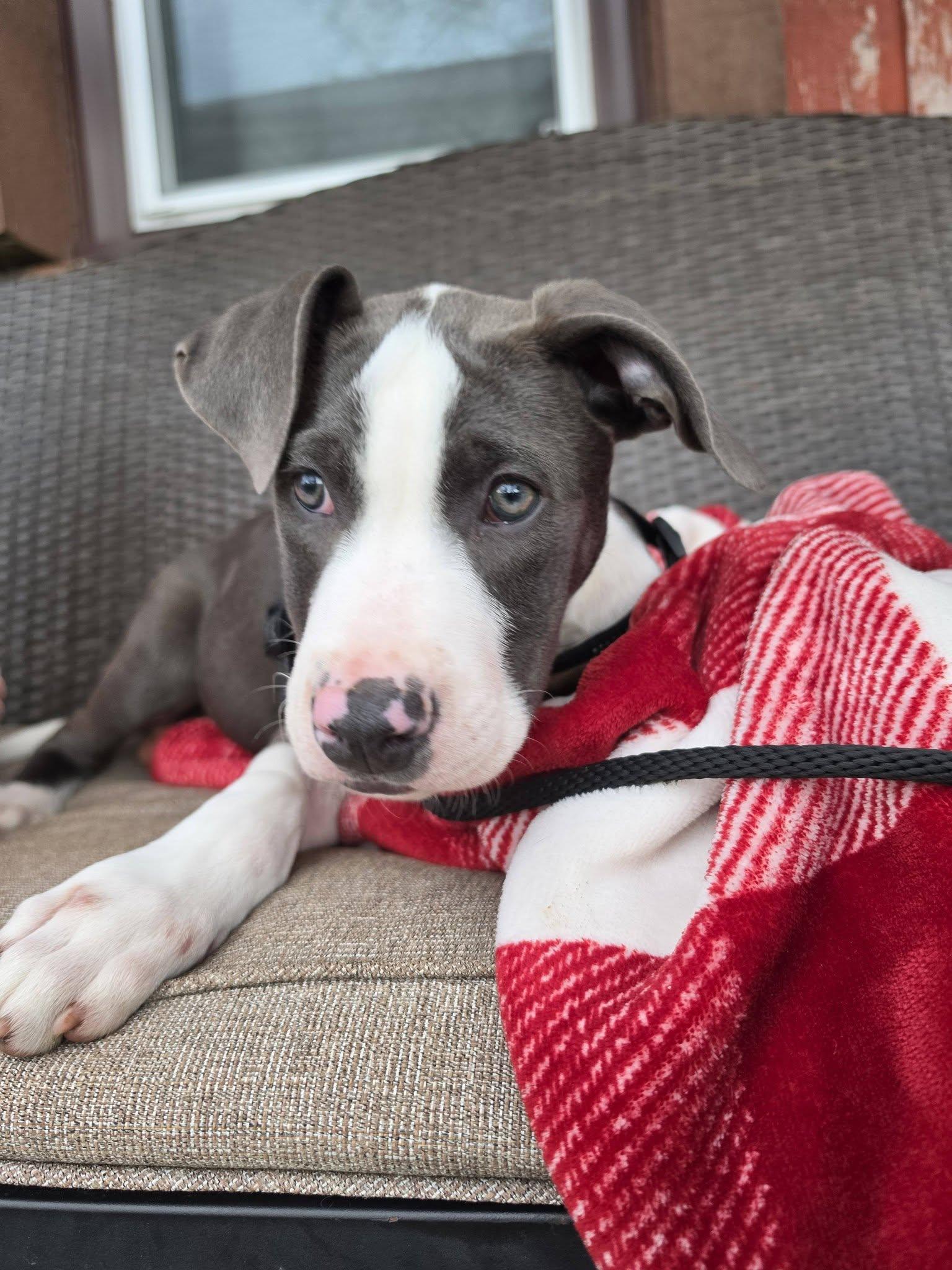 Enlarge Ruben the Bully Puppy, an adopted mixed breed in Muskego, WI image 3/6