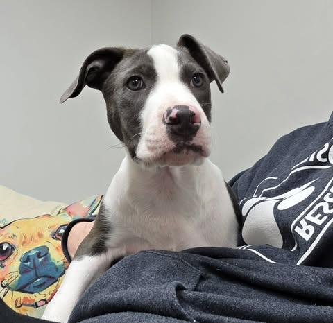 Enlarge Ruben the Bully Puppy, an adopted mixed breed in Muskego, WI image 2/6