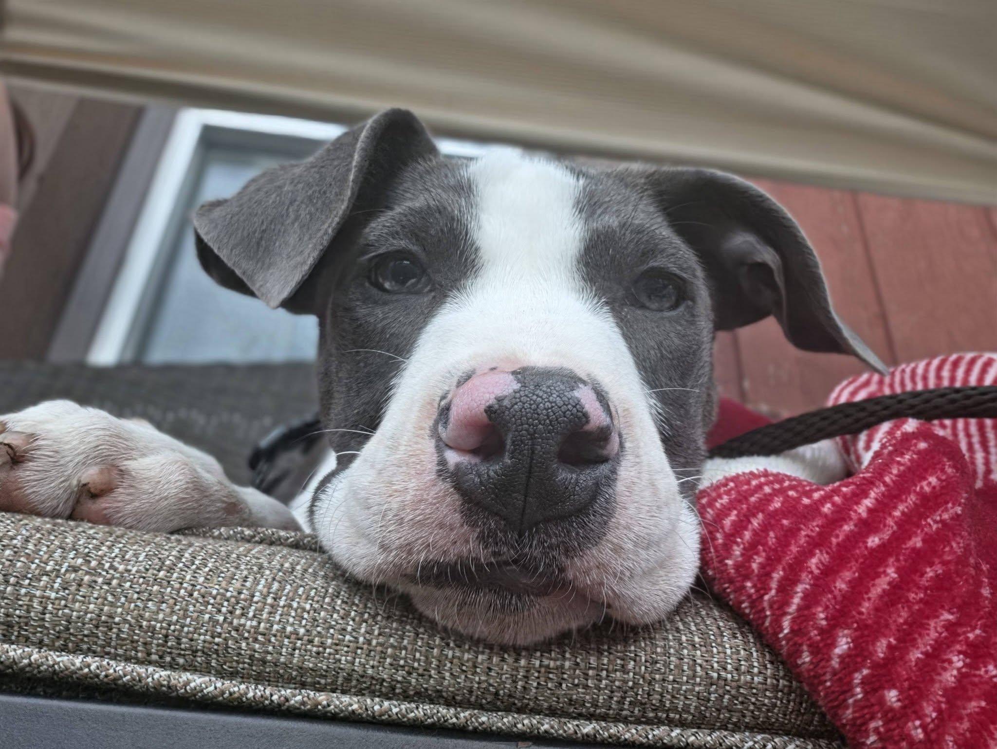 Enlarge Ruben the Bully Puppy, an adopted mixed breed in Muskego, WI image 6/6