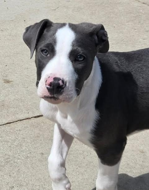 Enlarge Ruben the Bully Puppy, an adopted mixed breed in Muskego, WI image 1/6