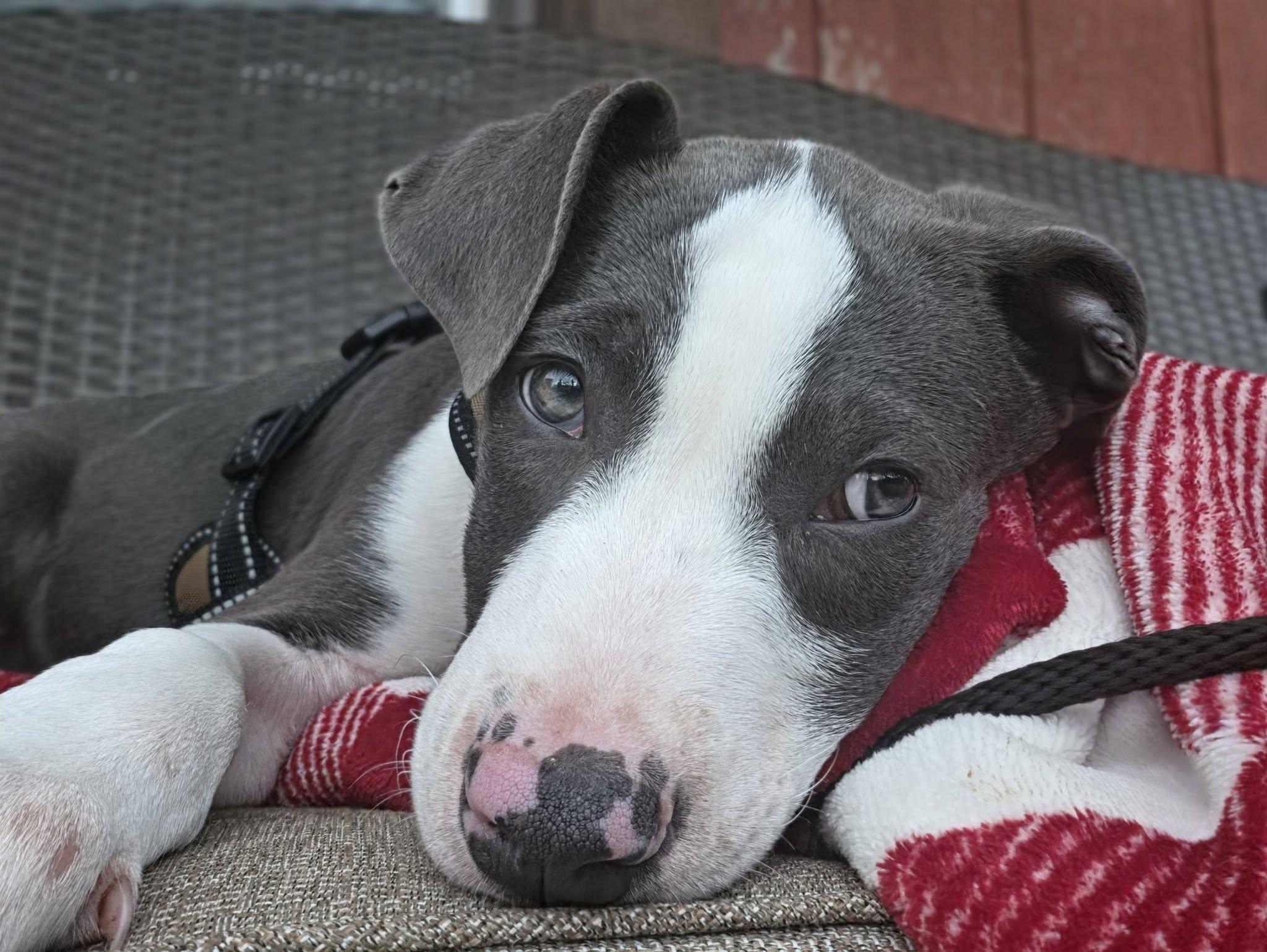 Enlarge Ruben the Bully Puppy, an adopted mixed breed in Muskego, WI image 4/6