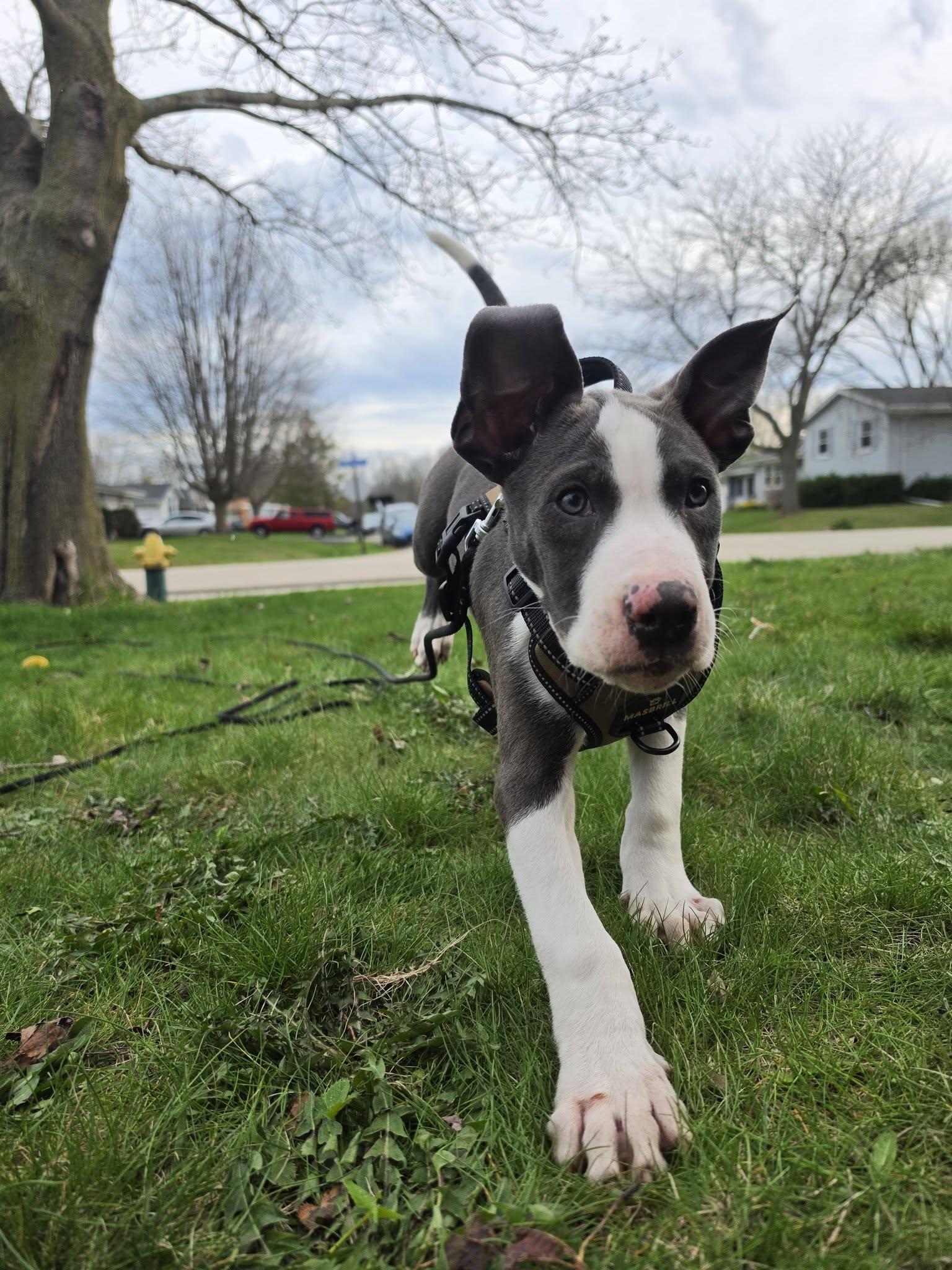 Enlarge Ruben the Bully Puppy, an adopted mixed breed in Muskego, WI image 5/6