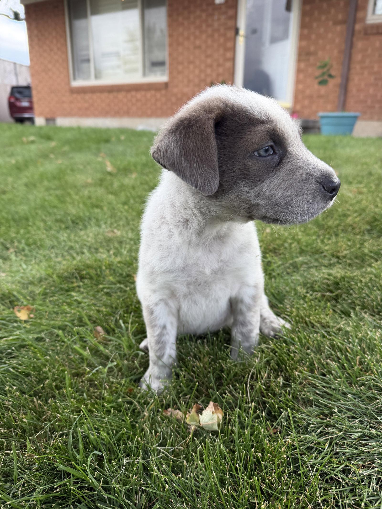 Enlarge Tommy Pickles, a Adoptable mixed breed in Salt Lake City, UT image 2/3