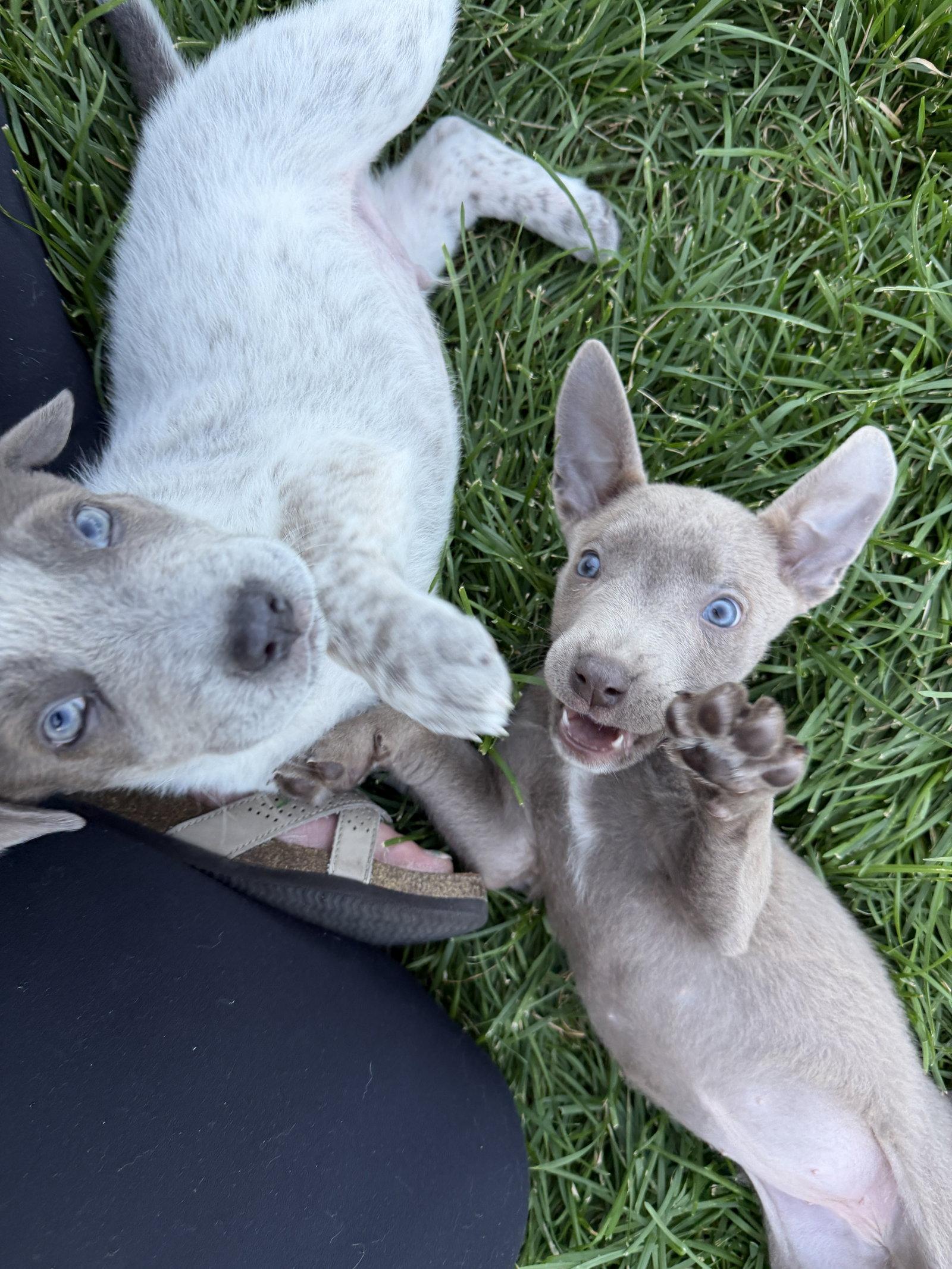Enlarge Tommy Pickles, a Adoptable mixed breed in Salt Lake City, UT image 3/3