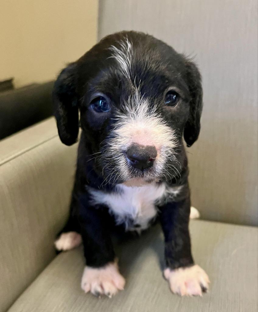 Fulton, a Adoptable mixed breed in El Cajon, CA image 1/3