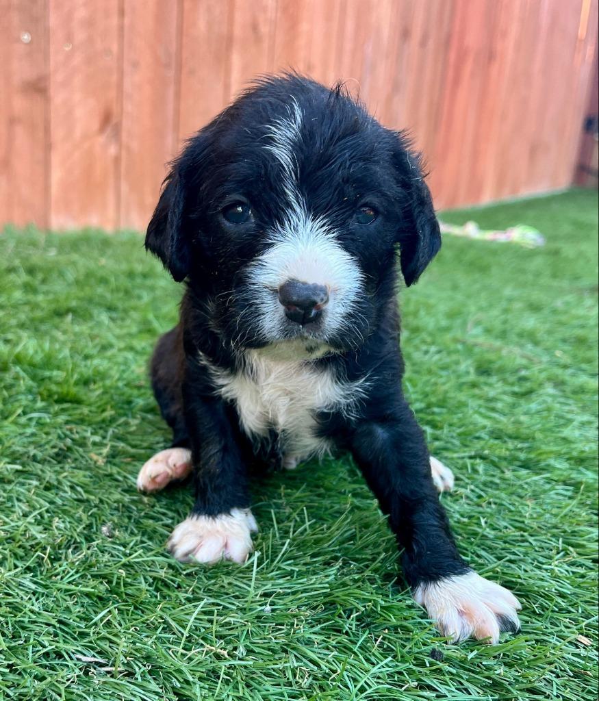 Fulton, a Adoptable mixed breed in El Cajon, CA image 3/3