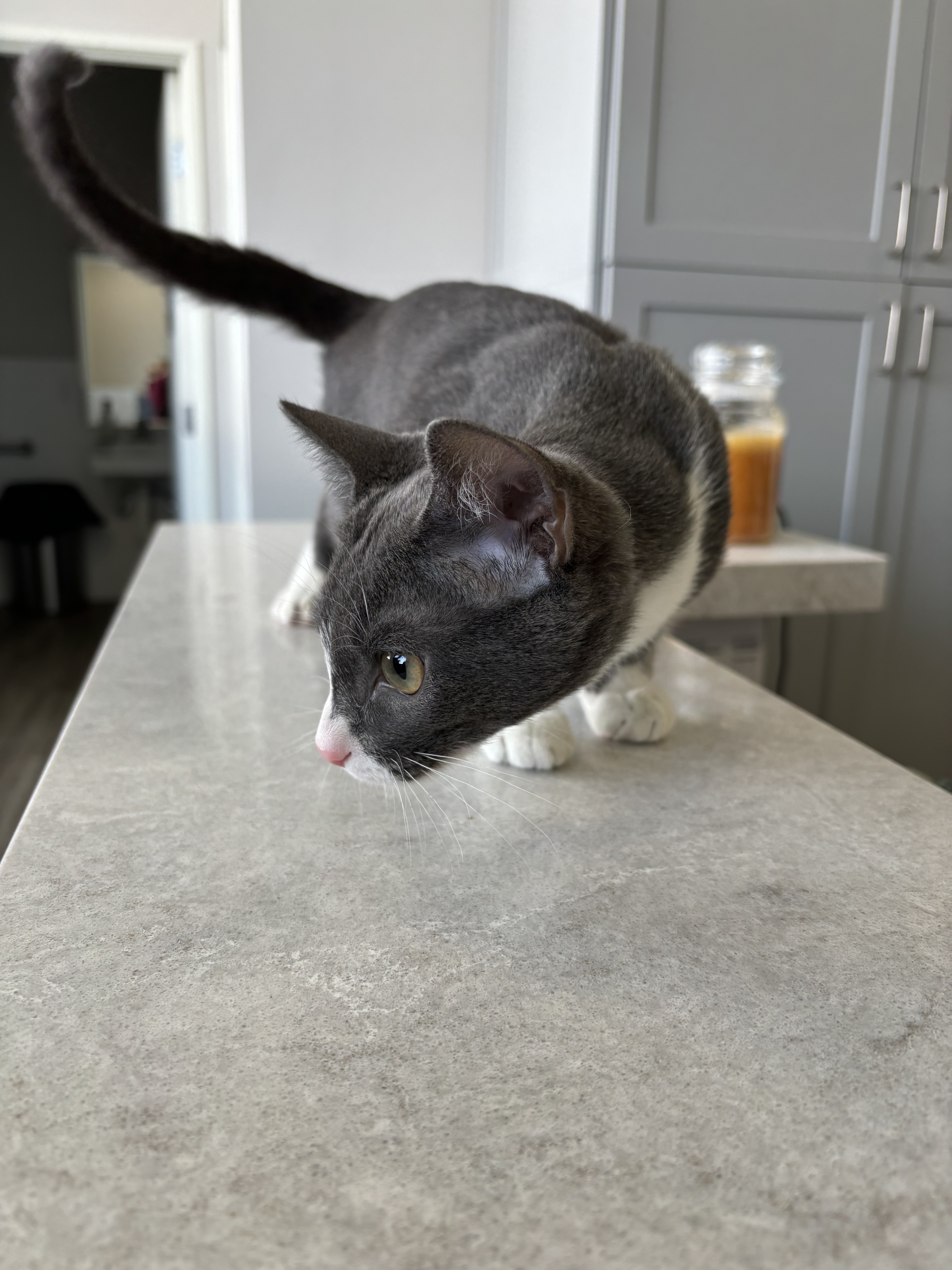 Enlarge Gomez, a Adopted mixed breed in Santa Clarita, CA image 1/4