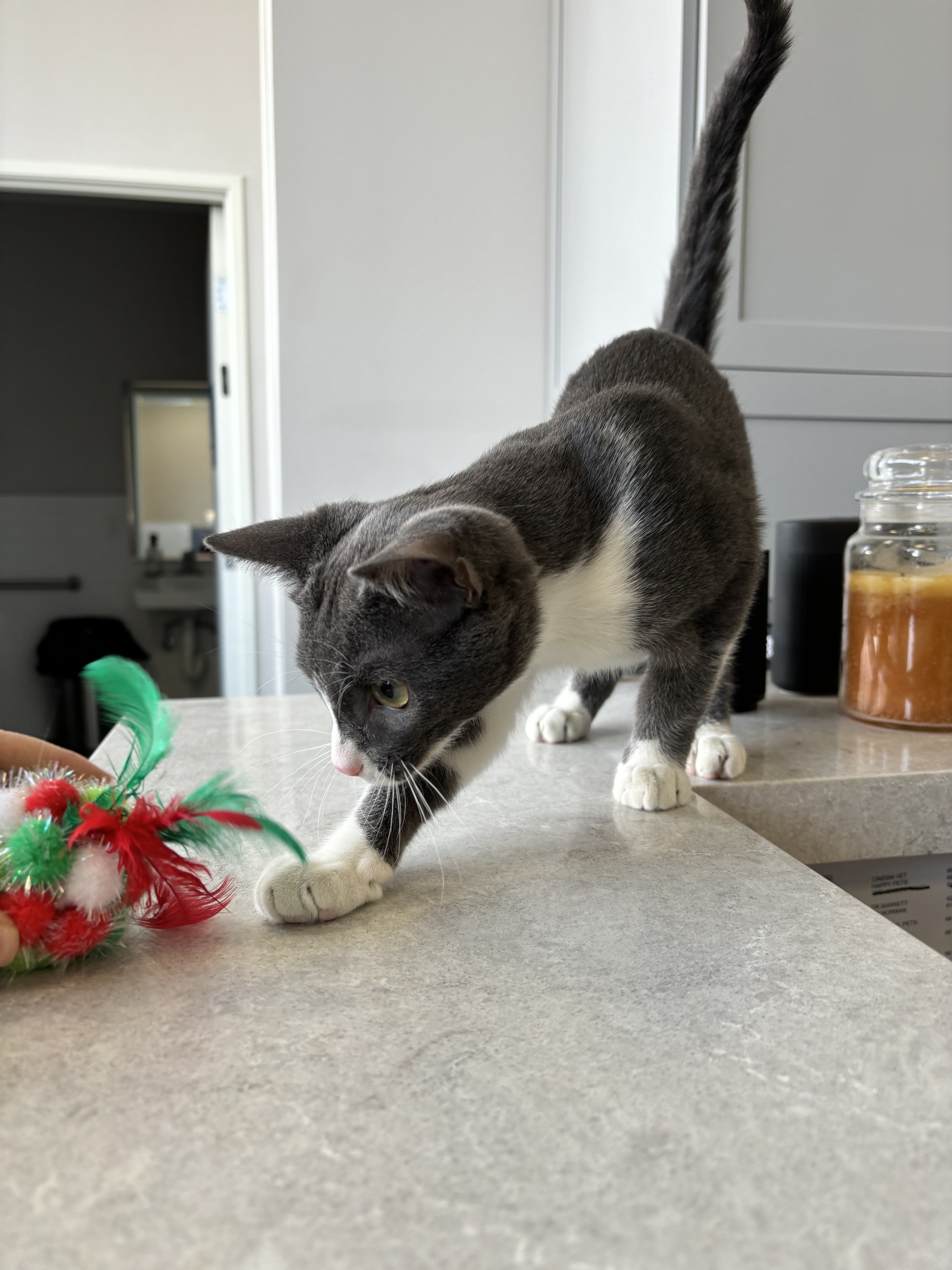 Enlarge Gomez, a Adopted mixed breed in Santa Clarita, CA image 2/4