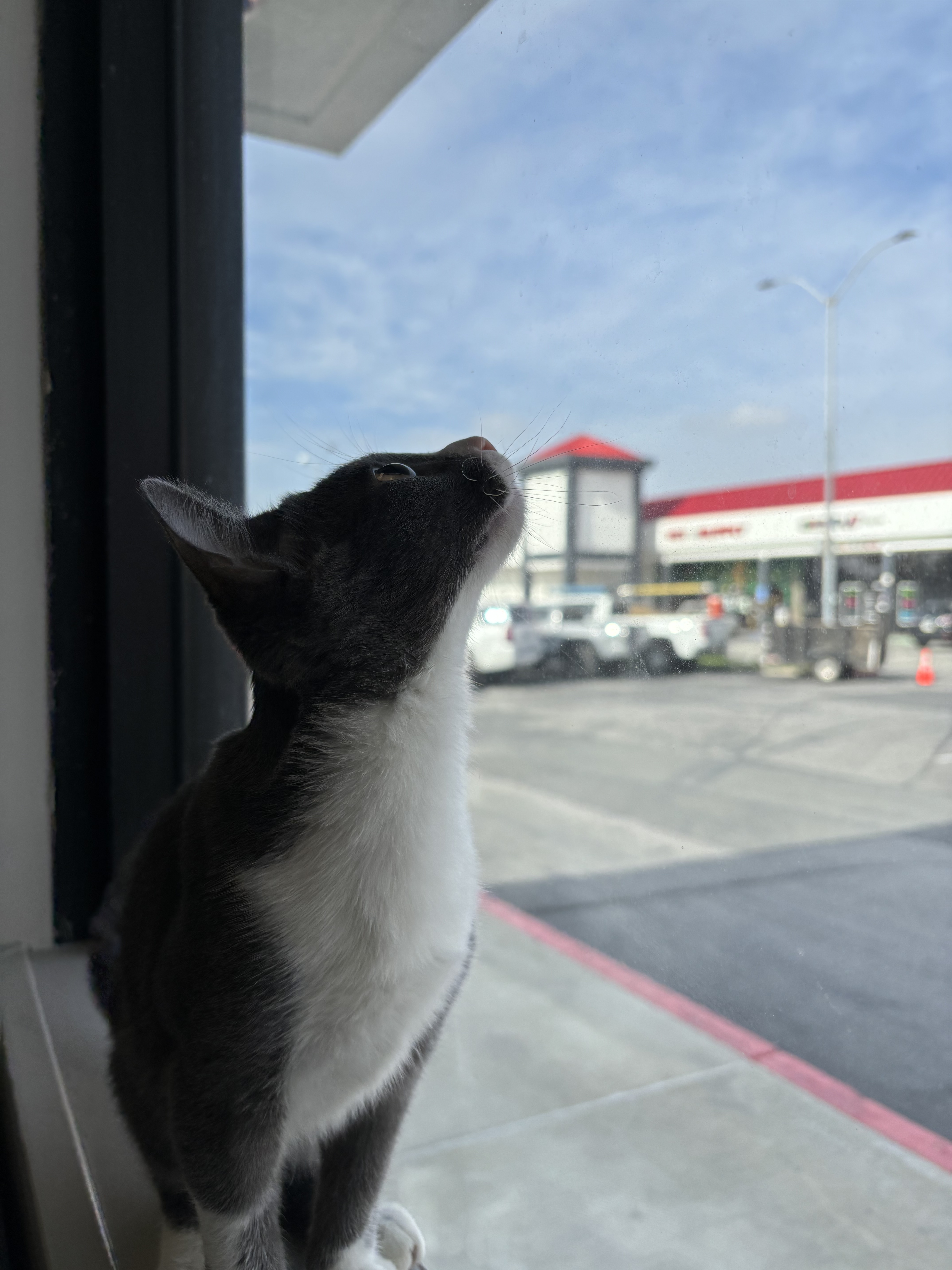 Enlarge Gomez, a Adopted mixed breed in Santa Clarita, CA image 3/4