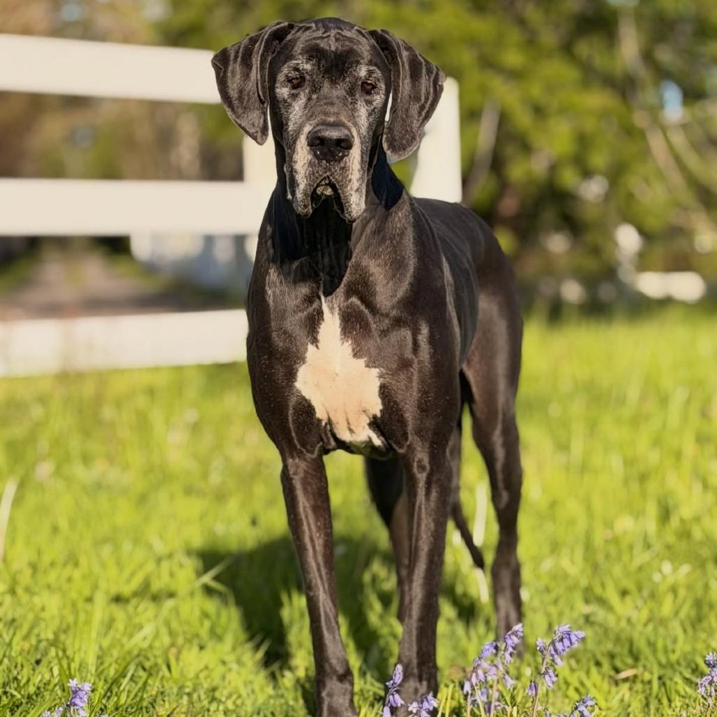 Ivy, an adopted Great Dane in Portland, OR image 1/6