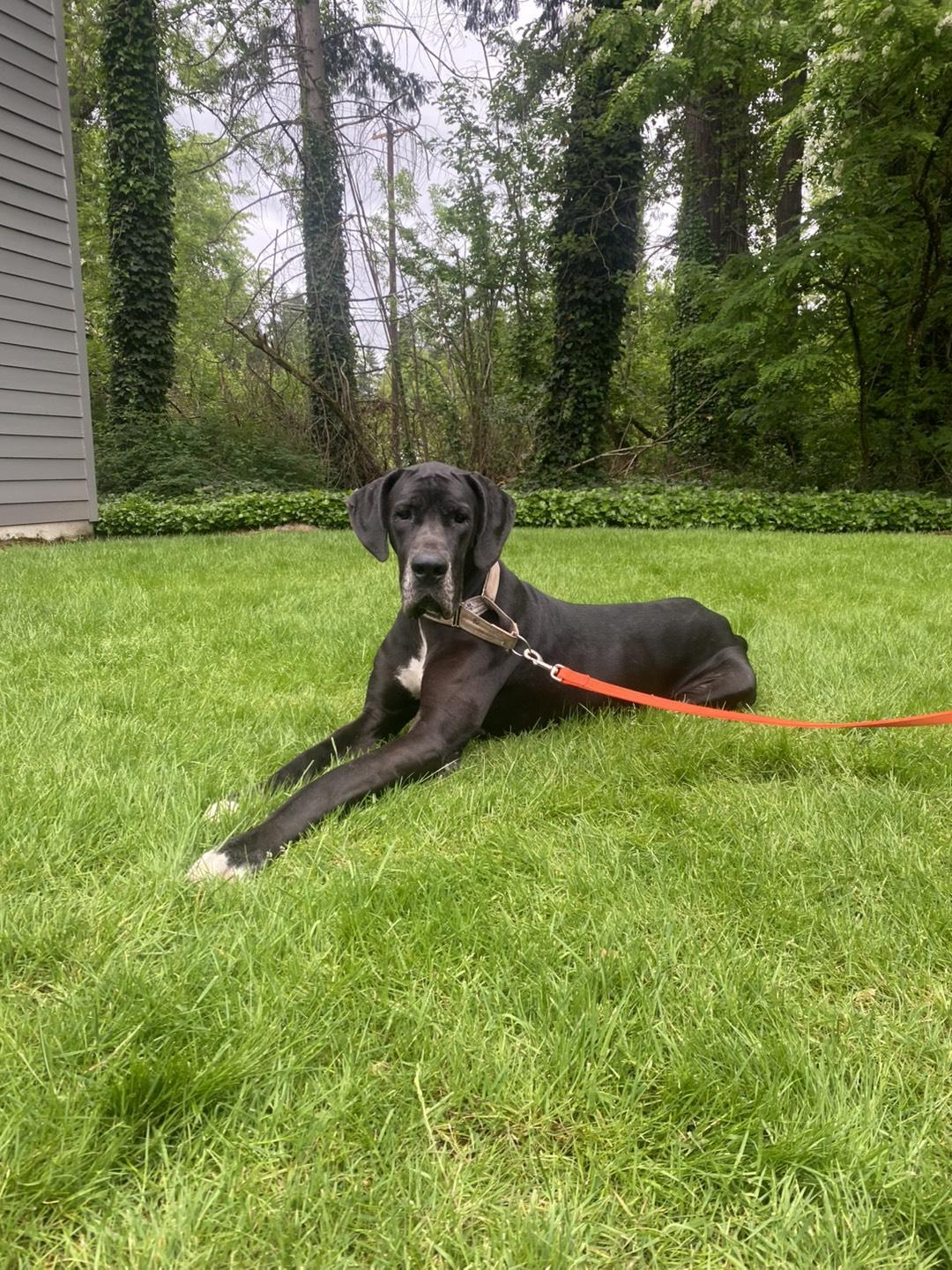 Ivy, an adopted Great Dane in Portland, OR image 2/6