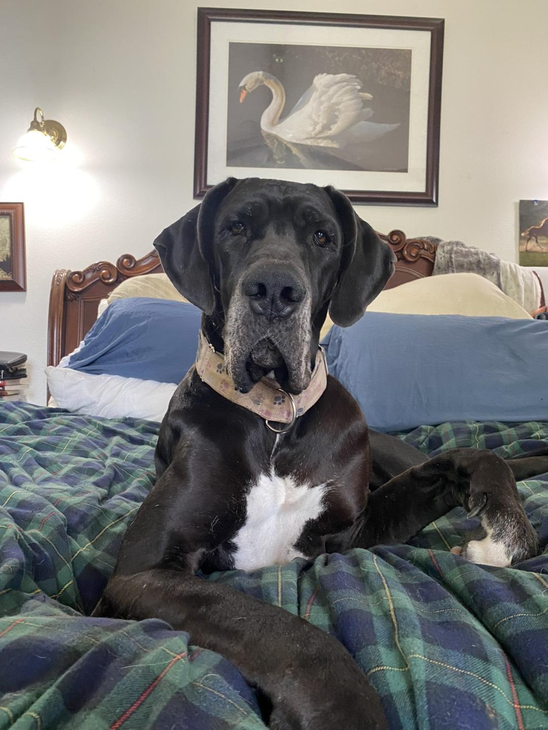 Ivy, an adopted Great Dane in Portland, OR image 3/6