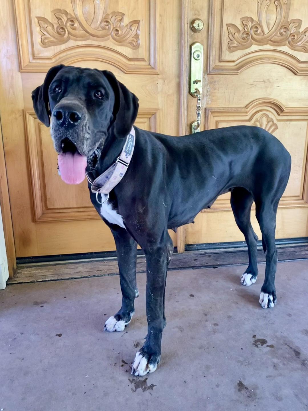 Ivy, an adopted Great Dane in Portland, OR image 4/6
