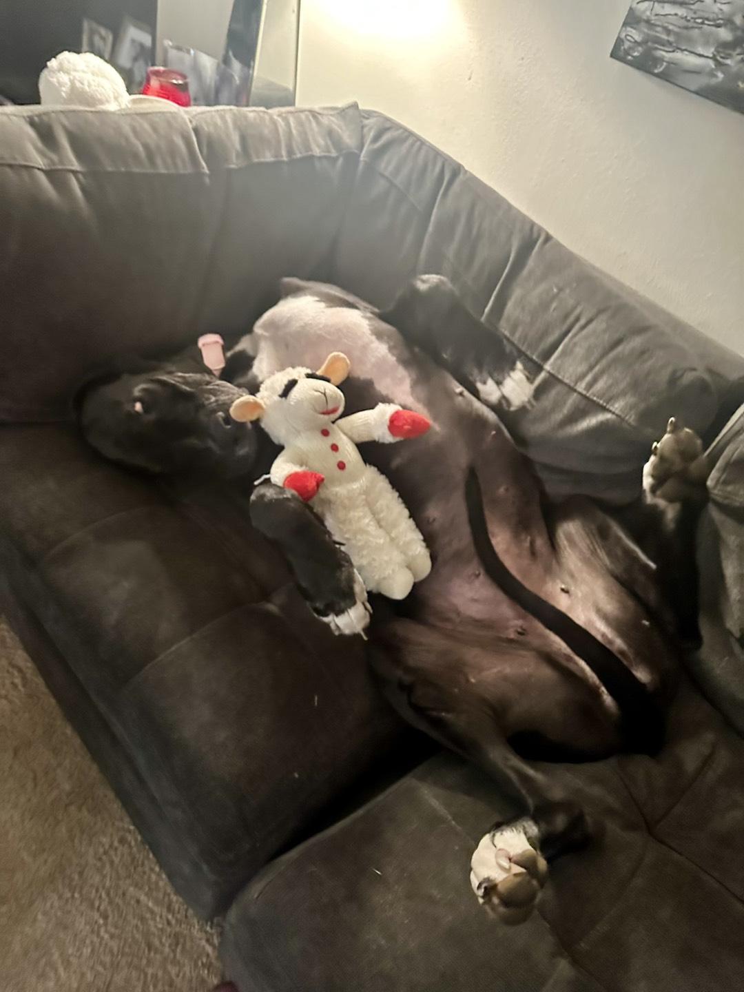 Ivy, an adopted Great Dane in Portland, OR image 6/6
