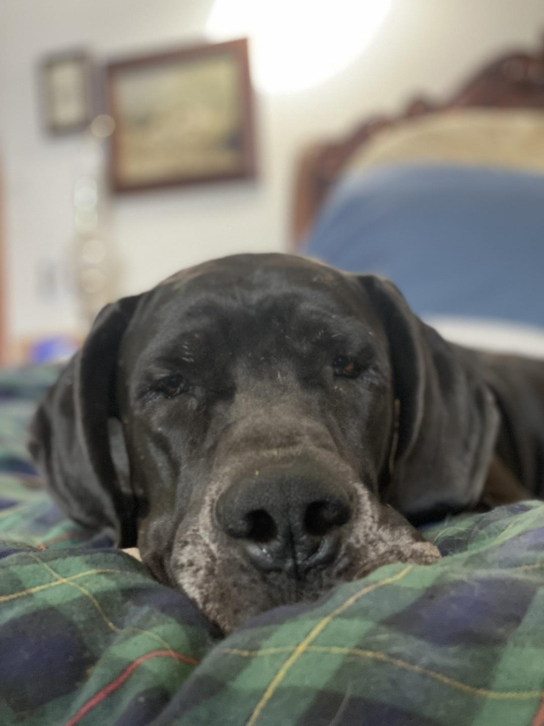Ivy, an adopted Great Dane in Portland, OR image 5/6