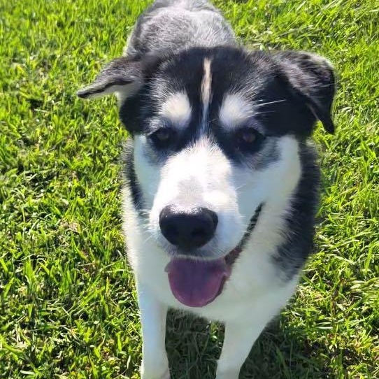 Enlarge Piper, an adoption pending mixed breed in Myrtle Beach, SC image 3/4